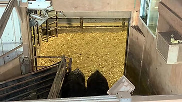 Inertia Operator in Action with Livestock (3)